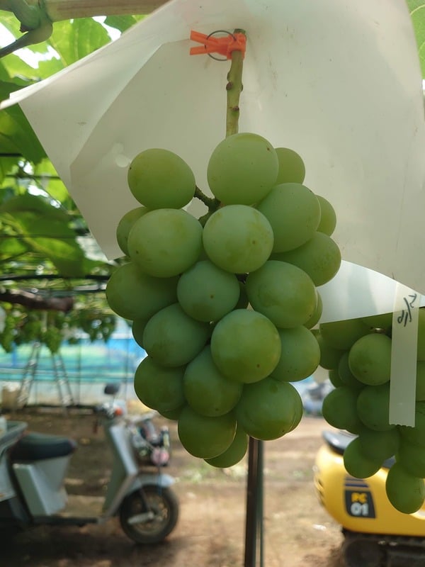 弓削ぶどう園 | Yuge grapefarm